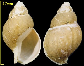 ノグチバイ Buccinum epistomium noguchii small