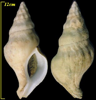 ミガキボラ Kelletia lischkei small