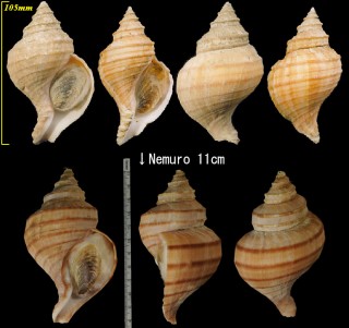 フジイロエゾボラ Neptunea vinosa small