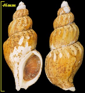 リクゼンシワバイ Plicifusus rhyssoides small