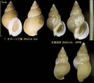 オサガワバイ Buccinum osagawai small