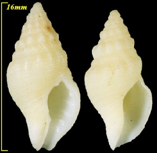 オーストラリアバイ Tasmeuthria clarkei small