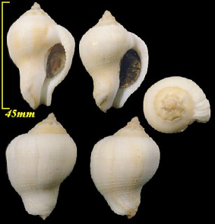 ブンブクボラ Triumphis subrostrata small