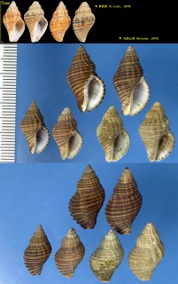 シワホラダマシ Cantharus mollis small