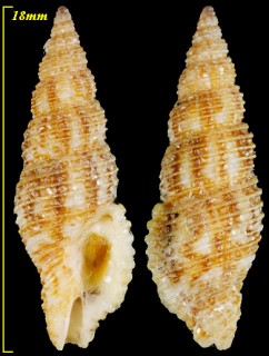 チリキシリオレホラダマシ Caducifer crebristriatus small