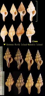 カタツノマタ Fusolatirus paetelianus small