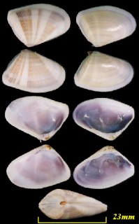 トンガリナミノコ Donax denticulatus small