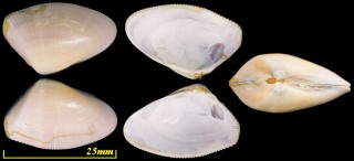 ペルーナミノコ Donax peruvianus small