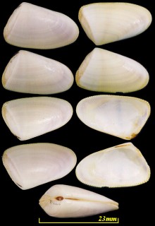 アフリカナミノコ Donax rugosus small
