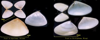 キュウシュウナミノコ Donax kiusiuensis small