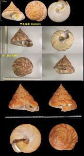 ベニオキナエビス Mikadotrochus hirasei small