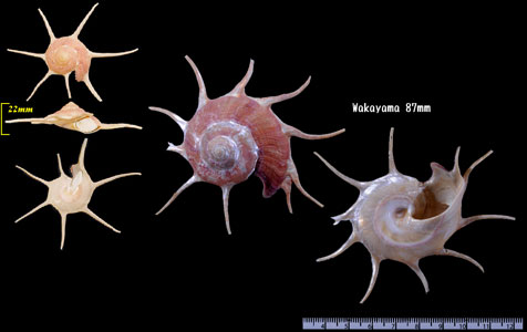 ハリナガリンボウ Guildfordia yoka small