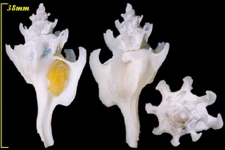 アラスカツノオリイレ Boreotrophon alaskanus small