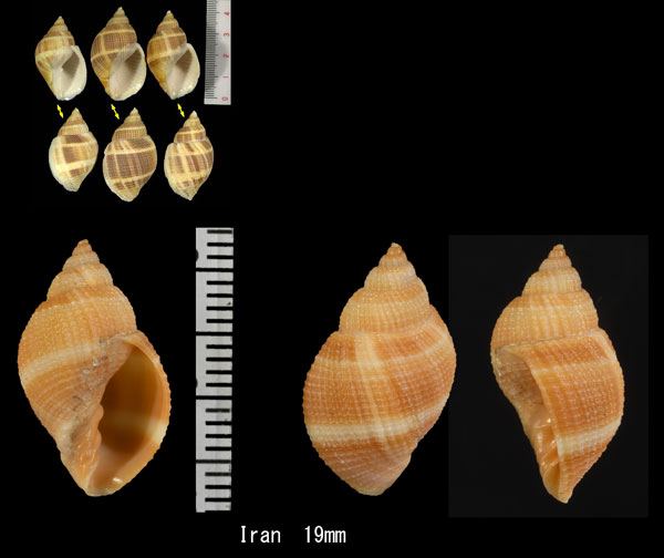 モモエボラ 百重法螺 Merica elegans sinensis small