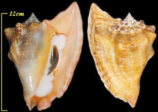 ゴゼンソデ Strombus peruvianus small
