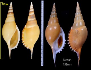 ワタナベボラ Tibia martini small
