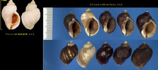 シマチヂミボラ Nucella emarginata small