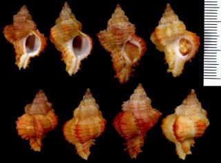 トガリガンゼキボラ Hexaplex angularis small