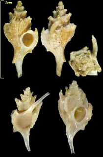 パイプヨウラク Typhis montfortii small