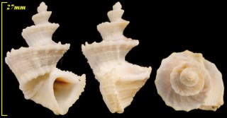 ラセンオリイレボラ Trigonostoma pellucida small