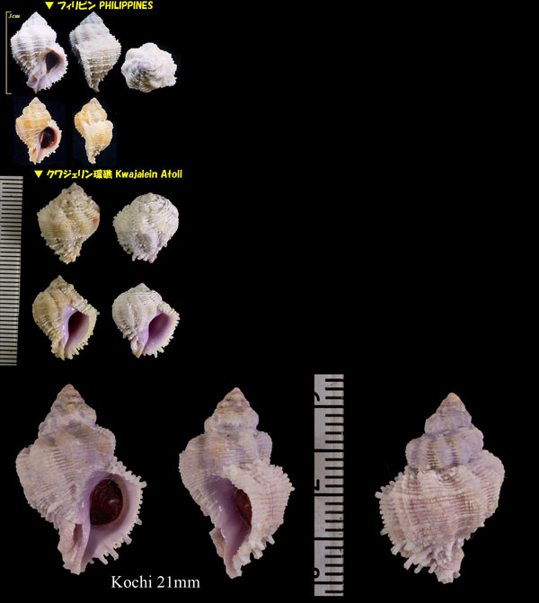 ヒラセトヨツ Coralliophila bulbiformis small