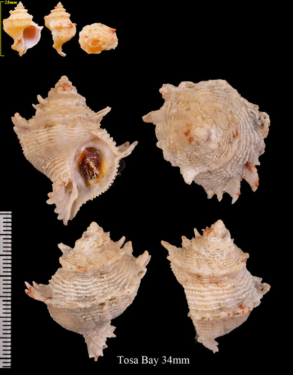 クチムラサキミズスイ Babelomurex stenospinus small