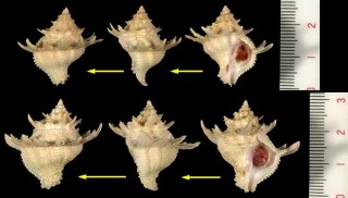 トガリカセン Latiaxis cariniferoides small