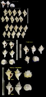 カセンガイ Babelomurex lischkeana small