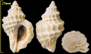 コウシチリメンボラ Crassilabrum crassilabrum small