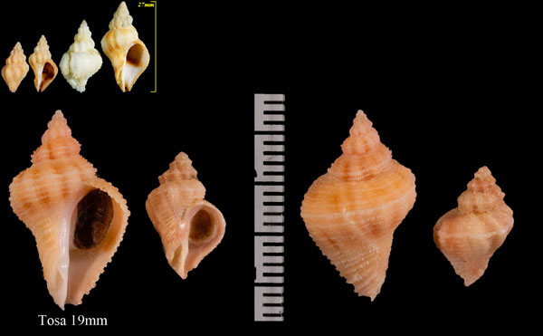 ナナイロサンゴヤドリ Coralliophila rubrococcinea small