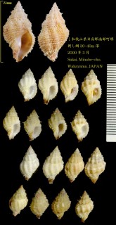 アラレレイシダマシ Morula pacifica small