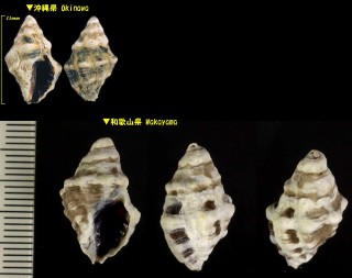 レイシダマシモドキ Cronia fusca small