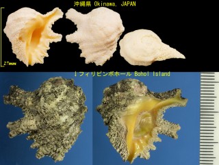 キイロイガレイシ Drupina grossularia small