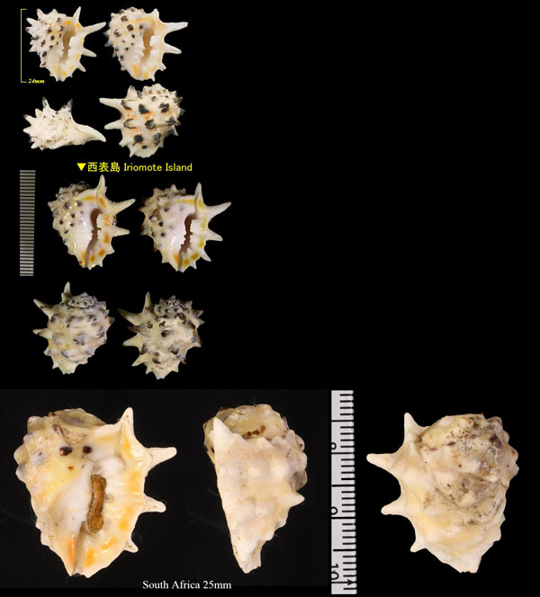 キマダライガレイシ Drupa ricinus ricinus small