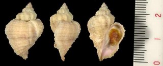 モリシマサンゴヤドリ Coralliophila morishimai small
