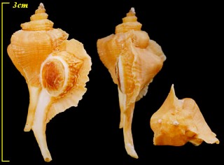 シキシマヨウラク Pteropurpura stimpsoni small