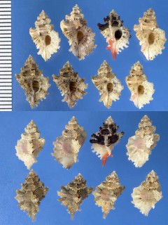 ローザトゲヨウラク (ツヅレヨウラク) Favartia rosamiae small