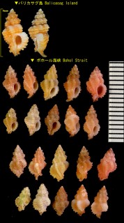 オレンジヨウラク Favartia jeanae small