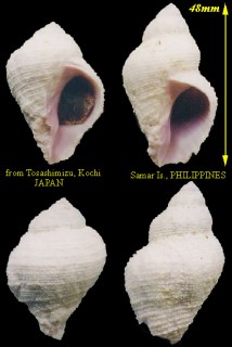 トヨツガイ Coralliophila radula small