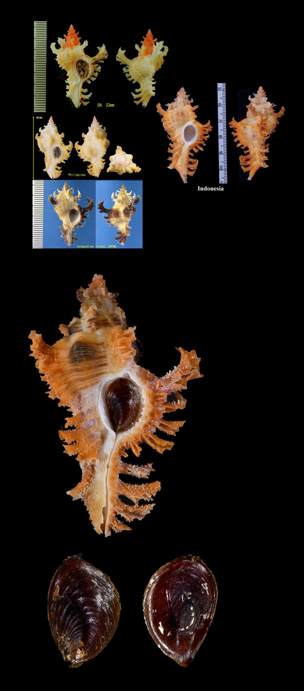 サフランガンゼキボラ Chicoreus crocatus small