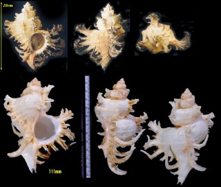 クロテング Chicoreus cornucervi small