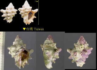 シラクモガイ Thais armigera small