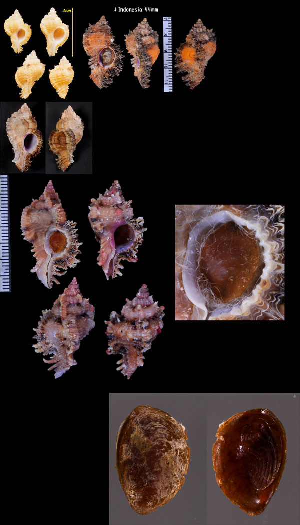 オトヒメガンゼキボラ Chicoreus laciniatus small