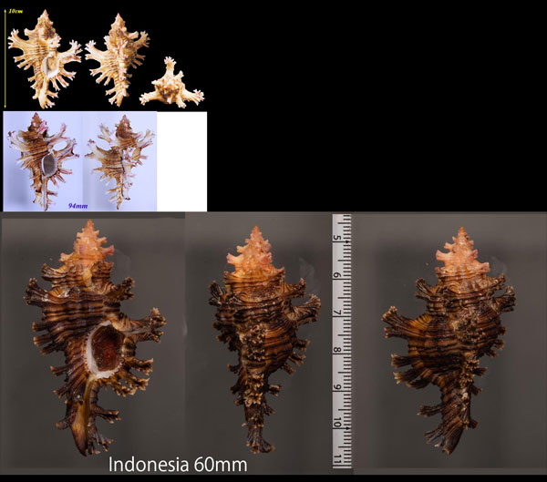 インドセンジュ Chicoreus palmarosae small