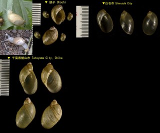 オカモノアラガイ 陸物洗貝 Succinea lauta small