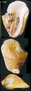 ゴホウラ Strombus latissimus small
