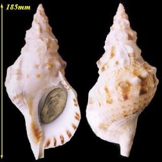 ナンカイボラ Charonia sauliae macilenta small