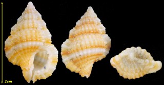 アラレボラの一種 紅海 Gyrineum concinnum small