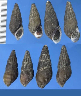 チリメンカワニナ Semisulcospira reiniana small