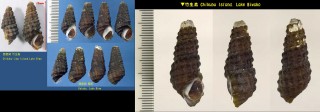 ヤマトカワニナ Semisulcospira nipponica small